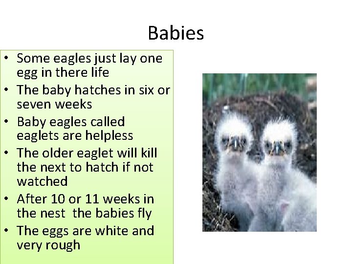 Babies • Some eagles just lay one egg in there life • The baby