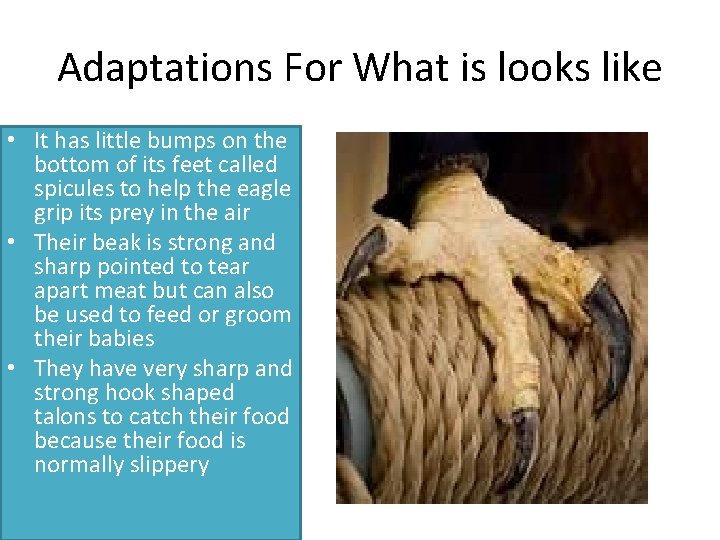 Adaptations For What is looks like • It has little bumps on the bottom