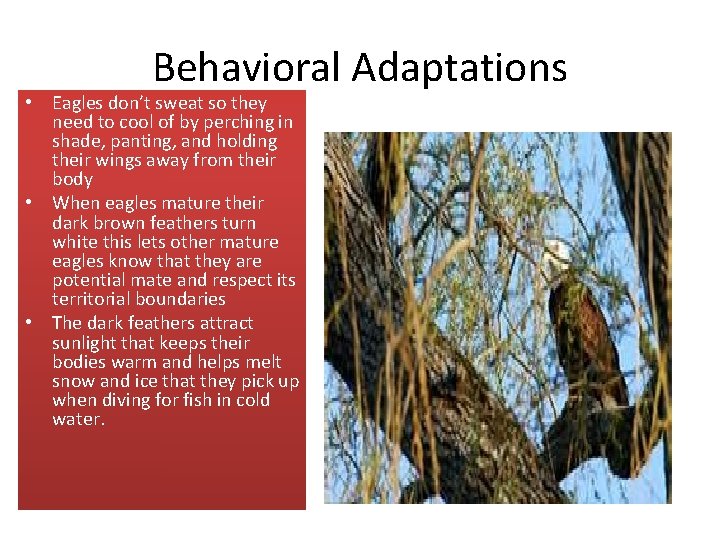 Behavioral Adaptations • • Eagles they Eaglesdon’tsweatsoso they need to cool of by perching