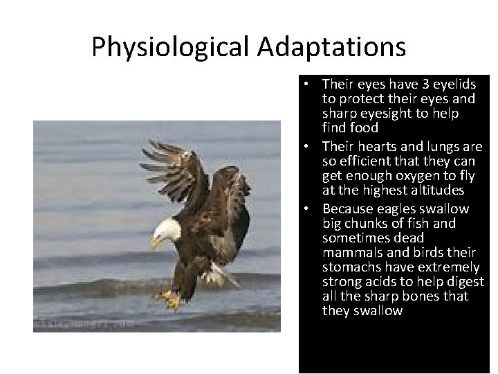 Physiological Adaptations • Their eyes have 3 eyelids to protect their eyes and sharp