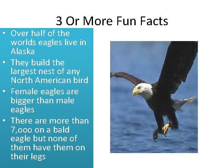 3 Or More Fun Facts • Over half of the worlds eagles live in