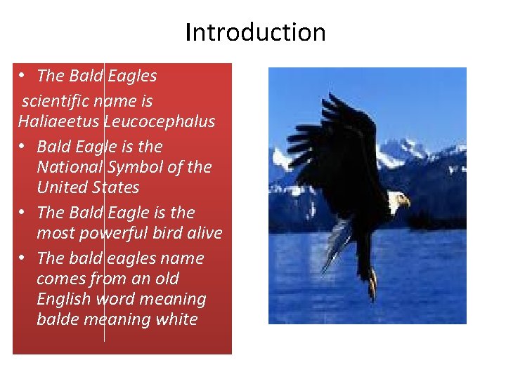 Introduction • The Bald Eagles scientific name is Haliaeetus Leucocephalus • Bald Eagle is