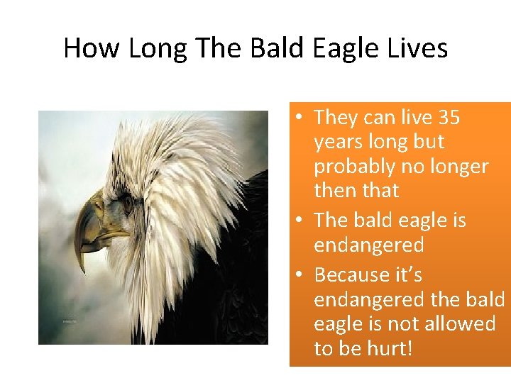 How Long The Bald Eagle Lives • They can live 35 years long but