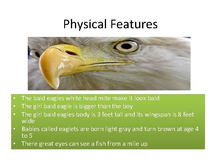 Physical Features • The bald eagles white head mite make it look bald •