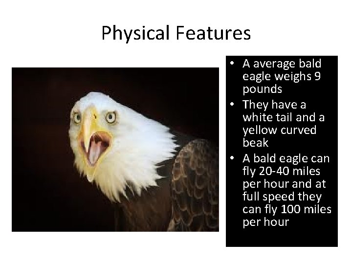 Physical Features • A average bald eagle weighs 9 pounds • They have a