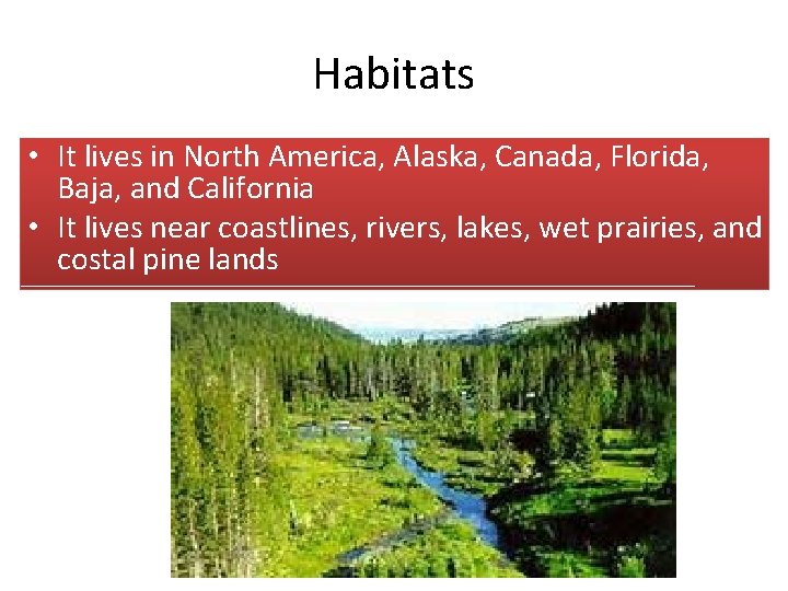 Habitats • It lives in North America, Alaska, Canada, Florida, Baja, and California •