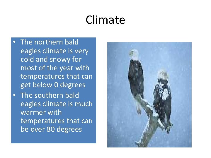 Climate • The northern bald eagles climate is very cold and snowy for most