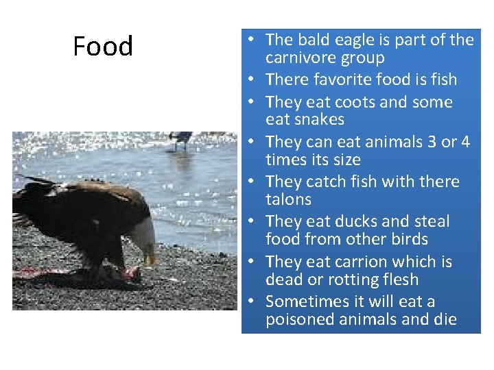 Food • The bald eagle is part of the carnivore group • There favorite