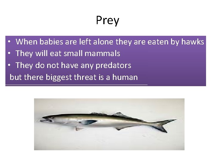 Prey • When babies are left alone they are eaten by hawks • They