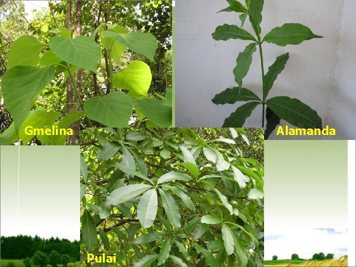 Gmelina Alamanda Pulai 