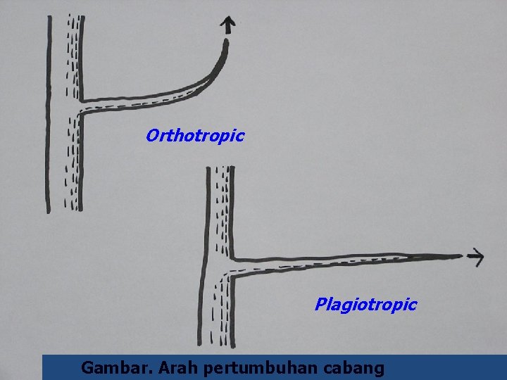 Orthotropic Plagiotropic Gambar. Arah pertumbuhan cabang 