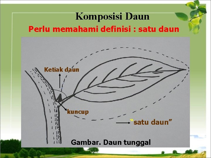 Komposisi Daun Perlu memahami definisi : satu daun Ketiak daun kuncup “satu daun” Gambar.