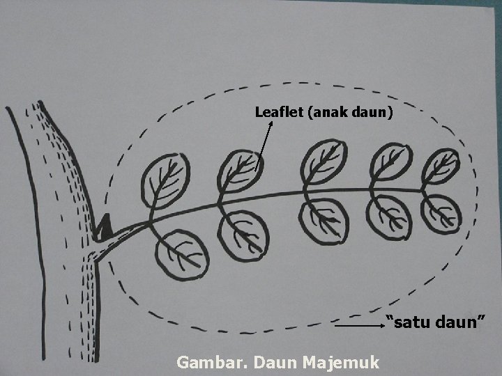 Leaflet (anak daun) “satu daun” Gambar. Daun Majemuk 