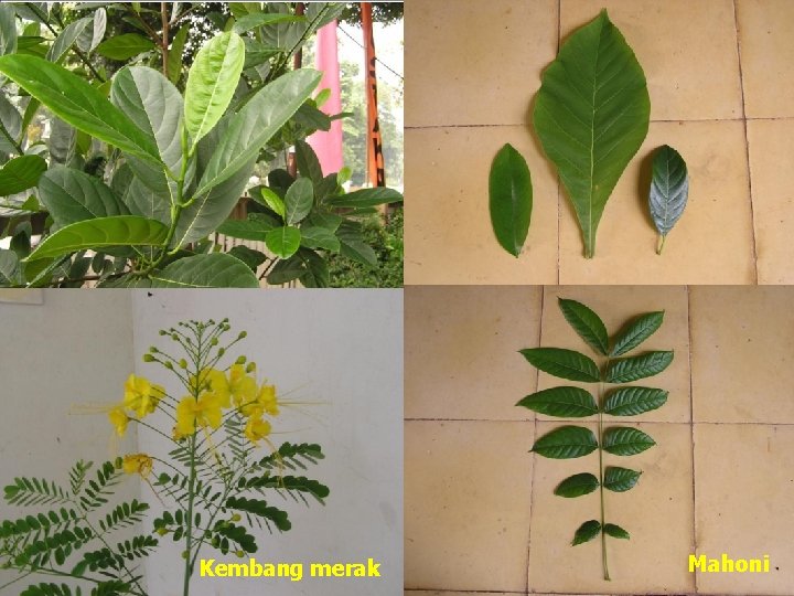 Kembang merak Mahoni 
