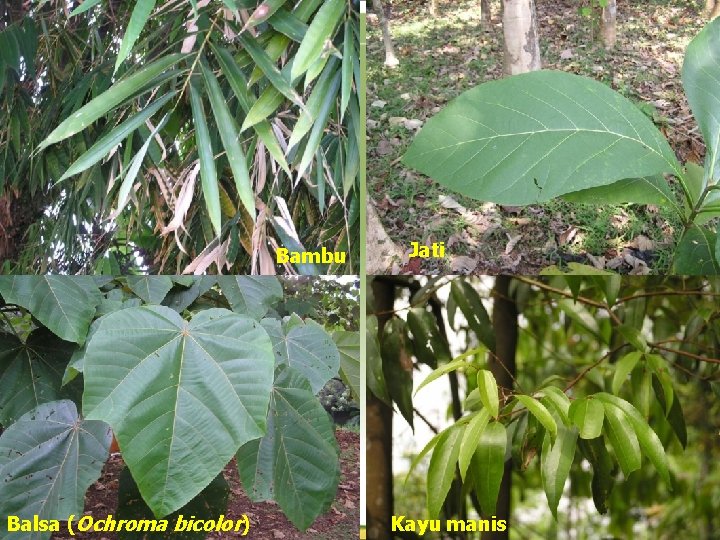 Bambu Balsa (Ochroma bicolor) Jati Kayu manis 