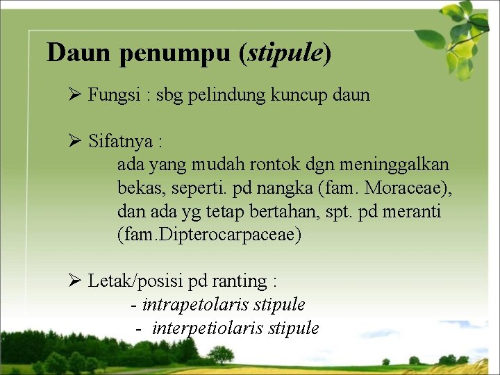 Daun penumpu (stipule) Ø Fungsi : sbg pelindung kuncup daun Ø Sifatnya : ada