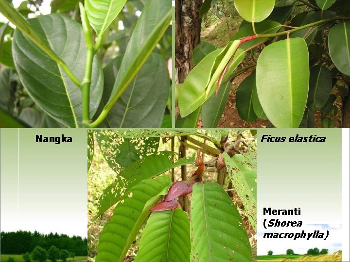 Nangka Ficus elastica Meranti (Shorea macrophylla) 
