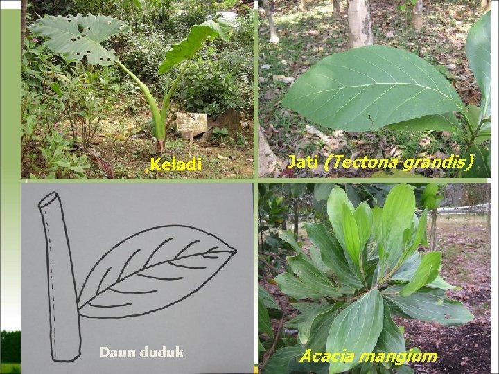 Keladi Daun duduk Jati (Tectona grandis) Acacia mangium 