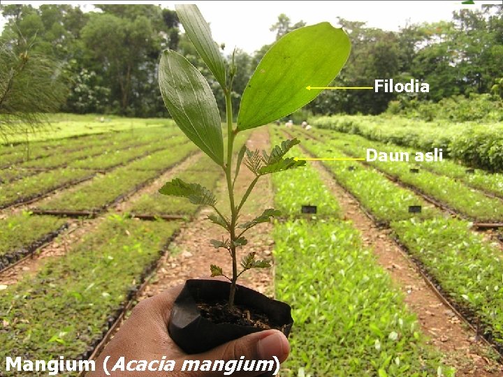 Filodia Daun asli Mangium (Acacia mangium) 