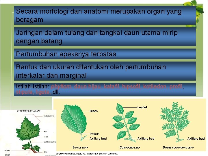 Secara morfologi dan anatomi merupakan organ yang beragam Jaringan dalam tulang dan tangkai daun