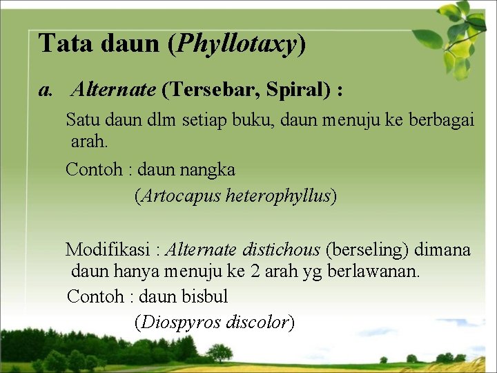 Tata daun (Phyllotaxy) a. Alternate (Tersebar, Spiral) : Satu daun dlm setiap buku, daun