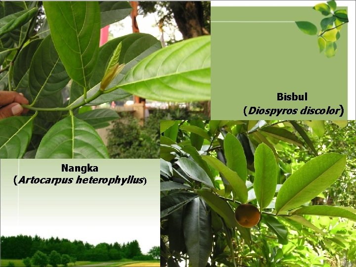 Bisbul (Diospyros discolor) Nangka (Artocarpus heterophyllus) 