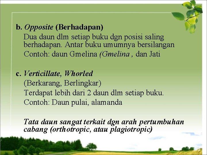 b. Opposite (Berhadapan) Dua daun dlm setiap buku dgn posisi saling berhadapan. Antar buku