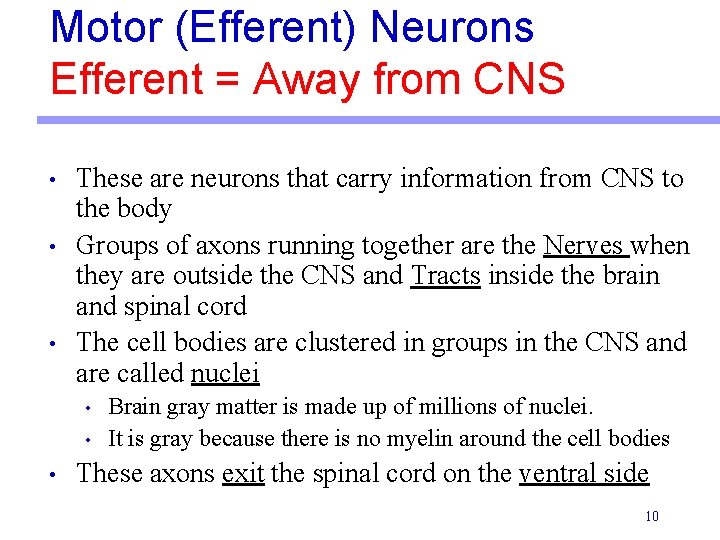 Motor (Efferent) Neurons Efferent = Away from CNS • • • These are neurons