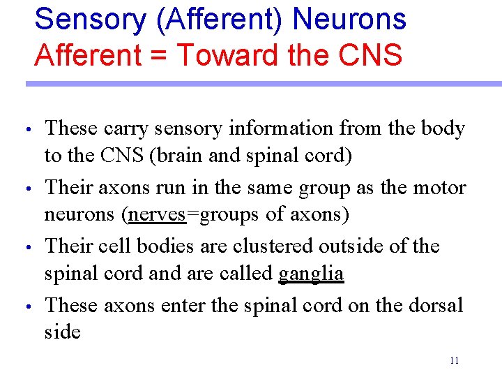 Sensory (Afferent) Neurons Afferent = Toward the CNS • • These carry sensory information