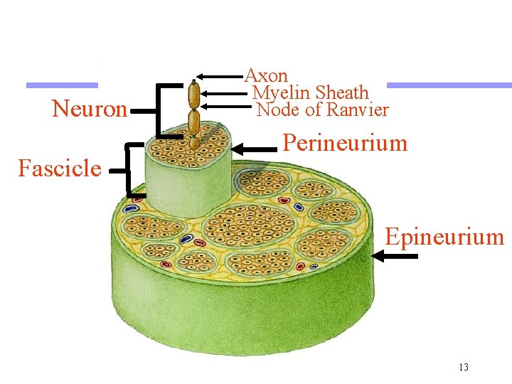 Neuron Fascicle Axon Myelin Sheath Node of Ranvier Perineurium Epineurium 13 