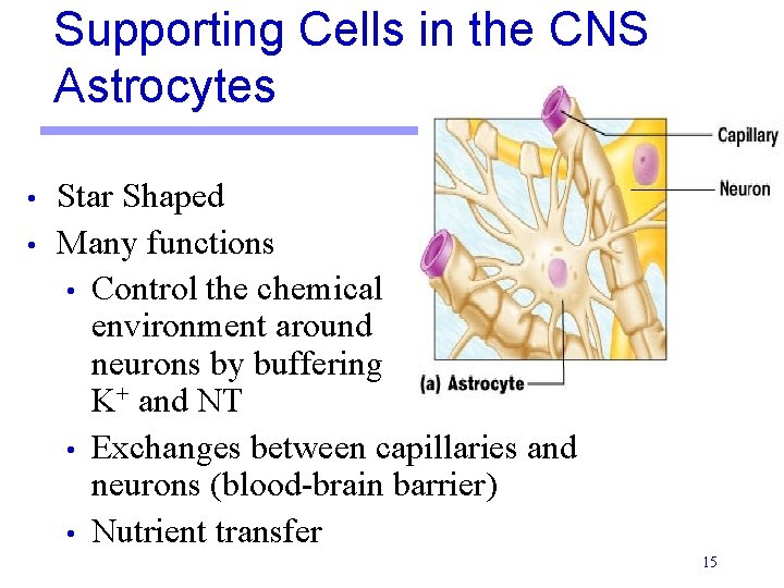 Supporting Cells in the CNS Astrocytes • • Star Shaped Many functions • Control