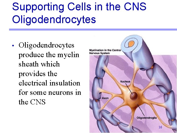 Supporting Cells in the CNS Oligodendrocytes • Oligodendrocytes produce the myelin sheath which provides