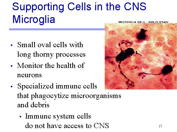Supporting Cells in the CNS Microglia • • • Small oval cells with long