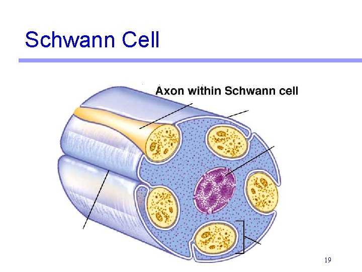 Schwann Cell 19 