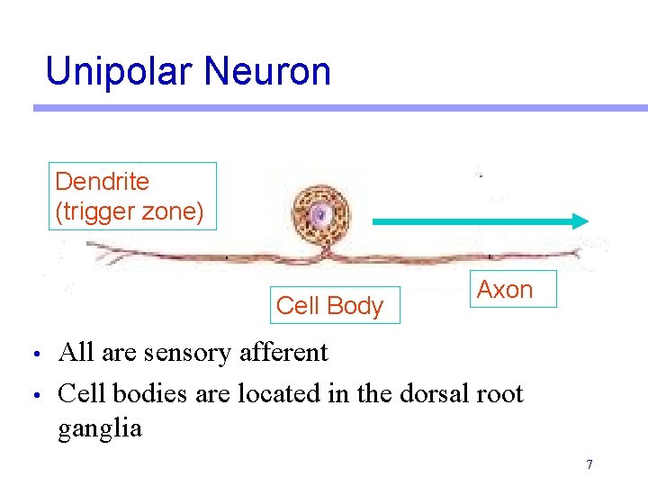 Unipolar Neuron Dendrite (trigger zone) Cell Body • • Axon All are sensory afferent