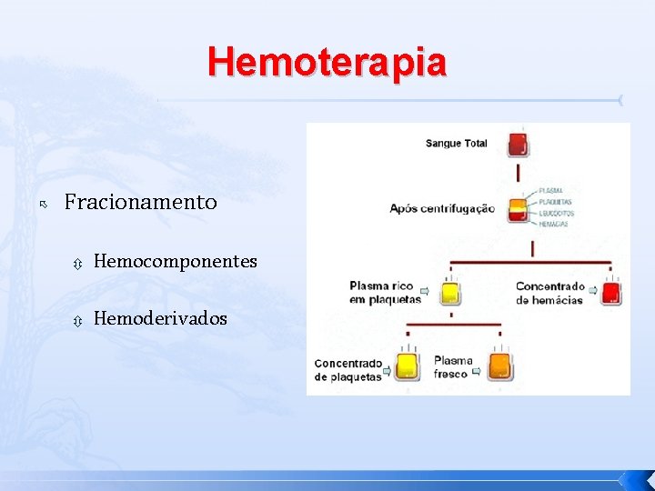 Hemoterapia Fracionamento Hemocomponentes Hemoderivados 