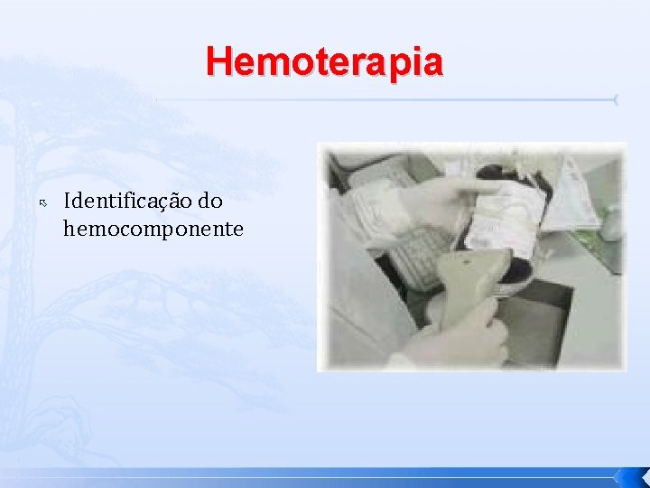 Hemoterapia Identificação do hemocomponente 