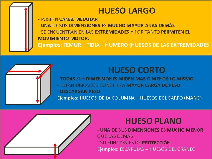 HUESO LARGO - POSEEN CANAL MEDULAR - UNA DE SUS DIMENSIONES ES MUCHO MAYOR HUESO LARGO - POSEEN CANAL MEDULAR - UNA DE SUS DIMENSIONES ES MUCHO MAYOR