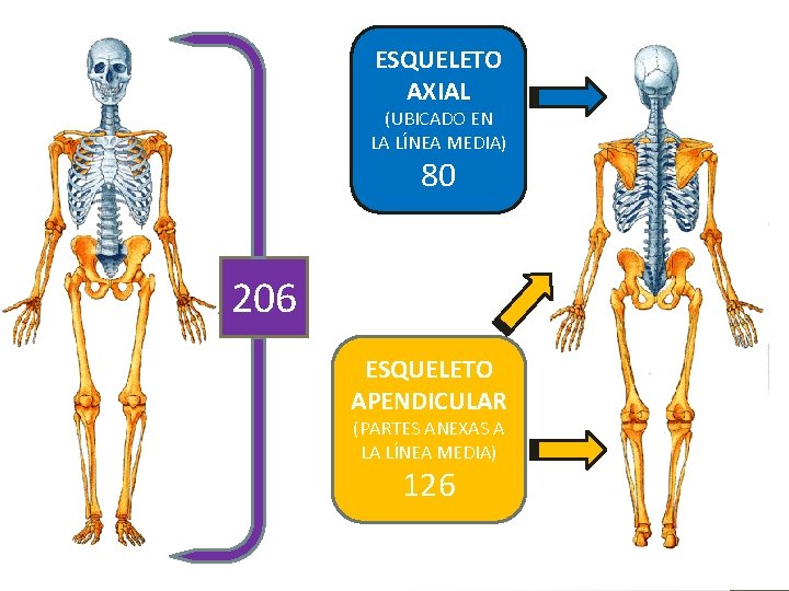 ESQUELETO AXIAL (UBICADO EN LA LÍNEA MEDIA) 80 206 ESQUELETO APENDICULAR (PARTES ANEXAS A ESQUELETO AXIAL (UBICADO EN LA LÍNEA MEDIA) 80 206 ESQUELETO APENDICULAR (PARTES ANEXAS A