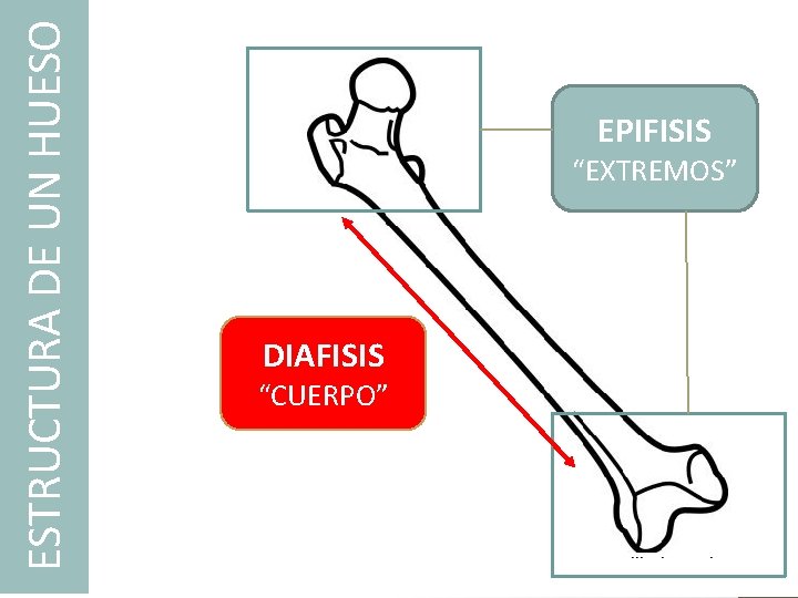 ESTRUCTURA DE UN HUESO EPIFISIS “EXTREMOS” DIAFISIS “CUERPO” ESTRUCTURA DE UN HUESO EPIFISIS “EXTREMOS” DIAFISIS “CUERPO”