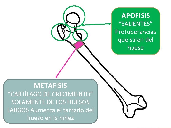 APOFISIS “SALIENTES” Protuberancias que salen del hueso METAFISIS “CARTÍLAGO DE CRECIMIENTO” SOLAMENTE DE LOS APOFISIS “SALIENTES” Protuberancias que salen del hueso METAFISIS “CARTÍLAGO DE CRECIMIENTO” SOLAMENTE DE LOS