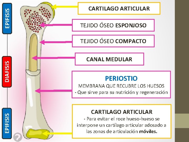 EPIFISIS CARTILAGO ARTICULAR TEJIDO ÓSEO ESPONJOSO EPIFISIS DIAFISIS TEJIDO ÓSEO COMPACTO CANAL MEDULAR PERIOSTIO EPIFISIS CARTILAGO ARTICULAR TEJIDO ÓSEO ESPONJOSO EPIFISIS DIAFISIS TEJIDO ÓSEO COMPACTO CANAL MEDULAR PERIOSTIO