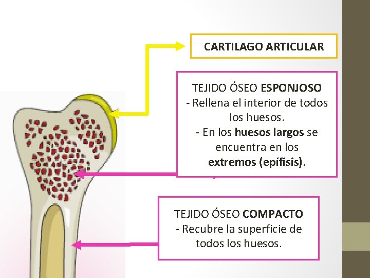 CARTILAGO ARTICULAR TEJIDO ÓSEO ESPONJOSO - Rellena el interior de todos los huesos. - CARTILAGO ARTICULAR TEJIDO ÓSEO ESPONJOSO - Rellena el interior de todos los huesos. -
