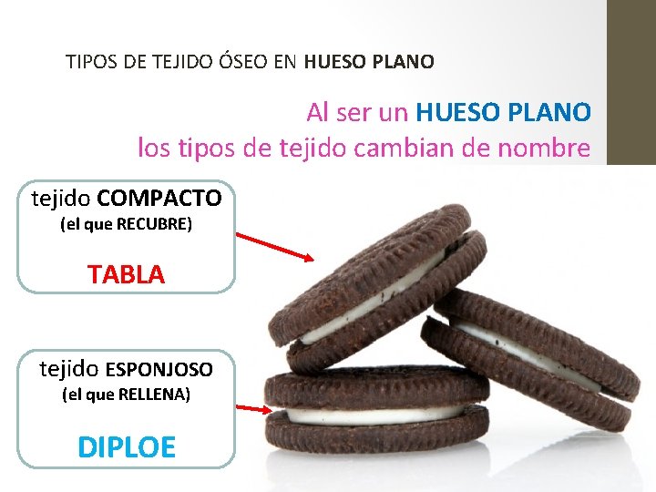 TIPOS DE TEJIDO ÓSEO EN HUESO PLANO Al ser un HUESO PLANO los tipos TIPOS DE TEJIDO ÓSEO EN HUESO PLANO Al ser un HUESO PLANO los tipos