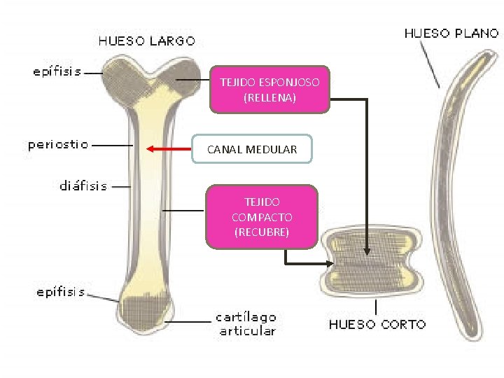 TEJIDO ESPONJOSO (RELLENA) CANAL MEDULAR TEJIDO COMPACTO (RECUBRE) TEJIDO ESPONJOSO (RELLENA) CANAL MEDULAR TEJIDO COMPACTO (RECUBRE)