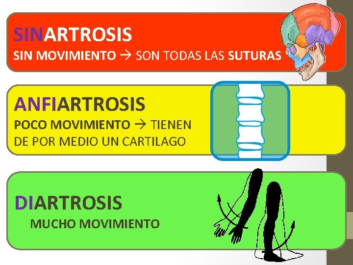 SINARTROSIS SIN MOVIMIENTO SON TODAS LAS SUTURAS ANFIARTROSIS POCO MOVIMIENTO TIENEN DE POR MEDIO SINARTROSIS SIN MOVIMIENTO SON TODAS LAS SUTURAS ANFIARTROSIS POCO MOVIMIENTO TIENEN DE POR MEDIO
