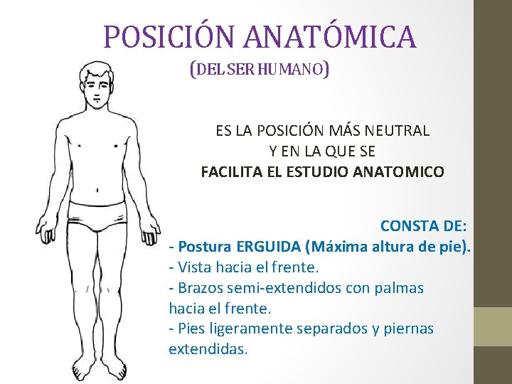 POSICIÓN ANATÓMICA (DEL SER HUMANO) ES LA POSICIÓN MÁS NEUTRAL Y EN LA QUE POSICIÓN ANATÓMICA (DEL SER HUMANO) ES LA POSICIÓN MÁS NEUTRAL Y EN LA QUE