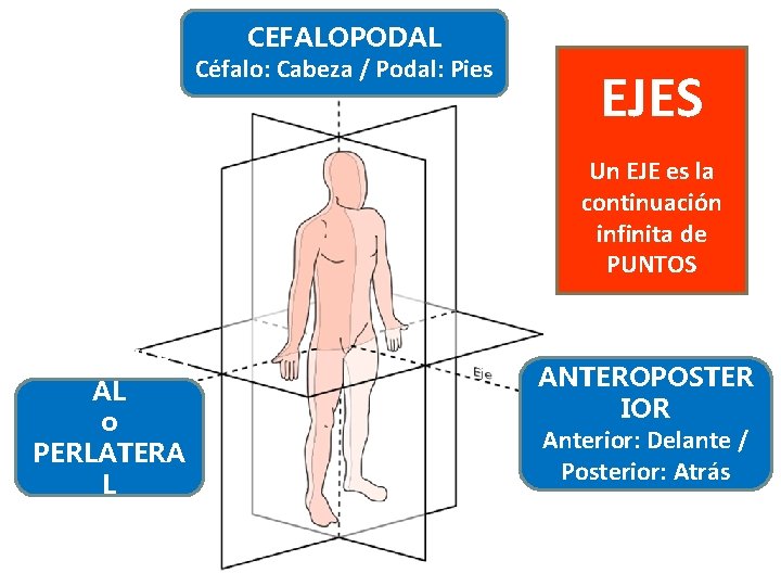 CEFALOPODAL Céfalo: Cabeza / Podal: Pies EJES Un EJE es la continuación infinita de CEFALOPODAL Céfalo: Cabeza / Podal: Pies EJES Un EJE es la continuación infinita de