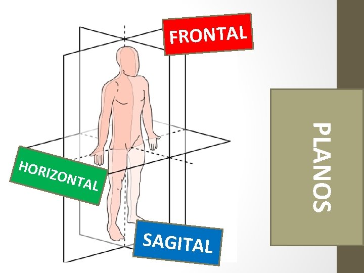 FRONTAL ZONT PLANOS HORI AL SAGITAL FRONTAL ZONT PLANOS HORI AL SAGITAL