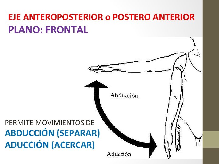 EJE ANTEROPOSTERIOR o POSTERO ANTERIOR PLANO: FRONTAL PERMITE MOVIMIENTOS DE ABDUCCIÓN (SEPARAR) ADUCCIÓN (ACERCAR) EJE ANTEROPOSTERIOR o POSTERO ANTERIOR PLANO: FRONTAL PERMITE MOVIMIENTOS DE ABDUCCIÓN (SEPARAR) ADUCCIÓN (ACERCAR)